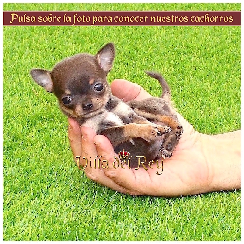 Tutor cinta Resolver Criadero de Chihuahuas - Villa del Rey - Blog