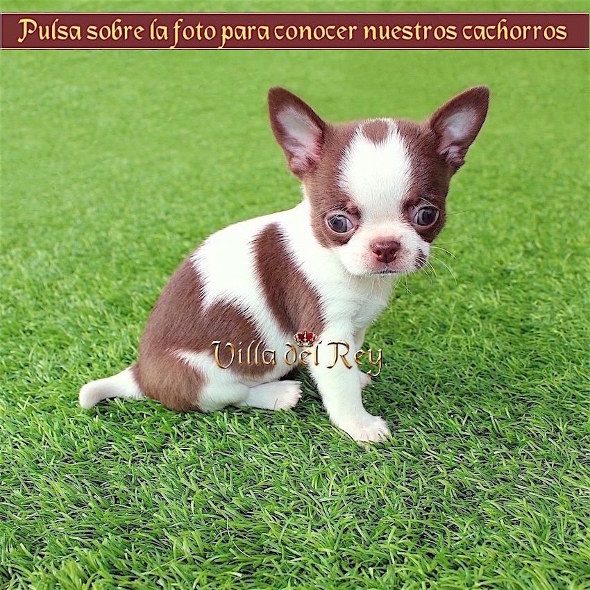 Criadero de Chihuahuas Villa del - Blog