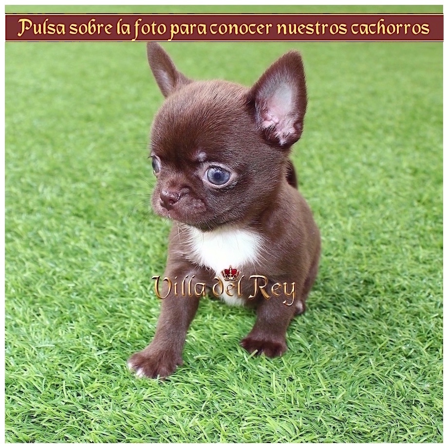 simultáneo Reductor principal Criadero de Chihuahuas - Villa del Rey - Blog