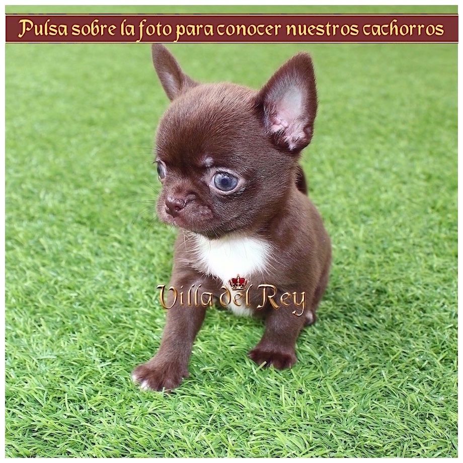 Desanimarse incrementar espíritu Criadero de Chihuahuas - Villa del Rey - Blog