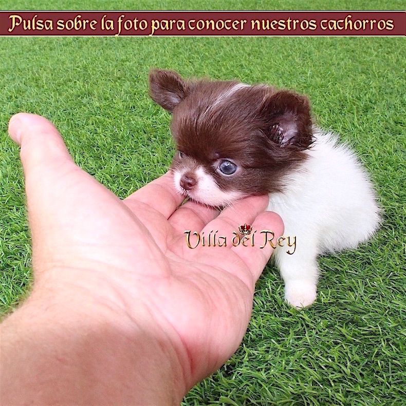 Acercarse Confirmación Selección conjunta Criadero de Chihuahuas - Villa del Rey - Blog